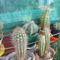 Pachycereus hollianus,Isolatocereus dumortieriXMyrtillocactus geometrizans, Mam.crinita ssp