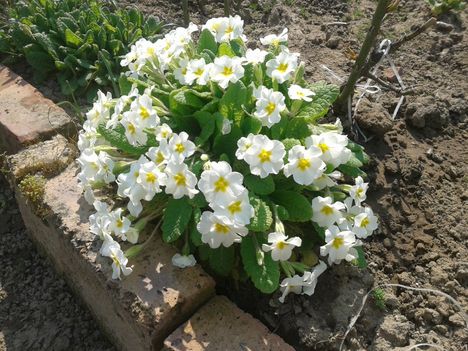 primula-