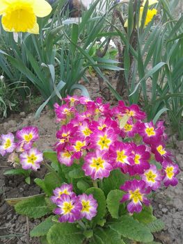 primula-rózsa 2013