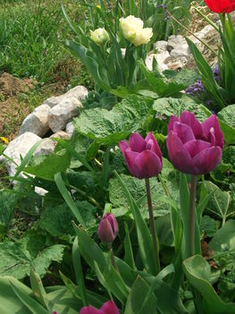 tulipánok-a maradék, amit nem ettek meg a pockok