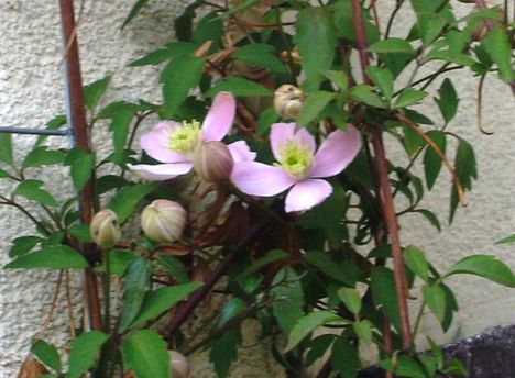 clematis -talán- Montana Mayleen 2013.04