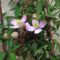 clematis -talán- Montana Mayleen 2013.04