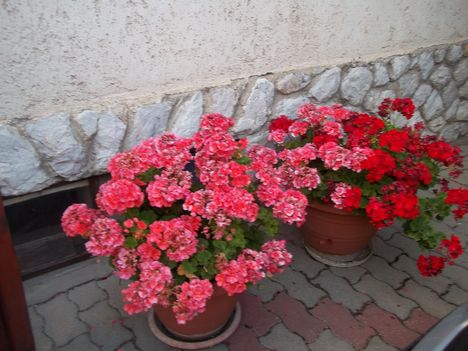 kerti virágaim