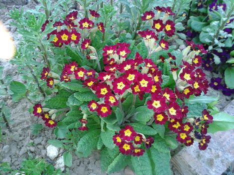 primula-