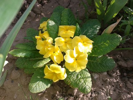 primula-