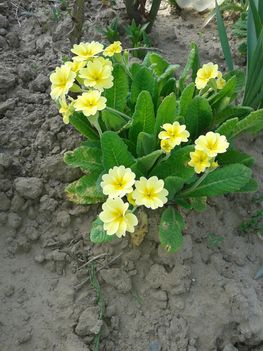 primula-