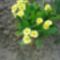 primula-