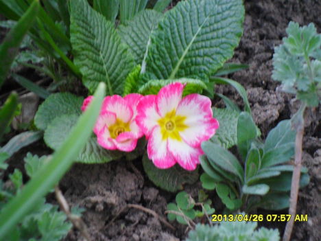 primula a kertben