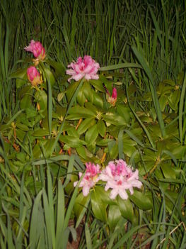 rhododendron2013.04.25