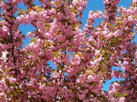 Rózsaszín Tavasz... 3