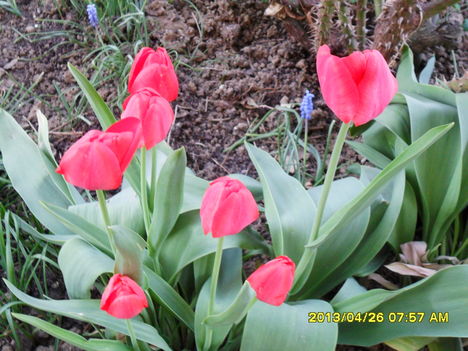 tulipáncsokor