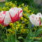 cirmos tulipánok