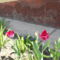 DSCN0778