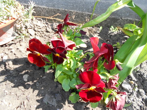 DSCN0779