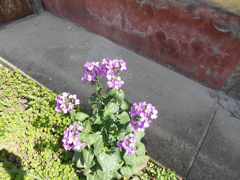 DSCN0780