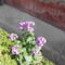 DSCN0780