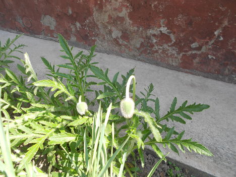 DSCN0784