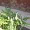 DSCN0784