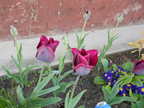 DSCN0786