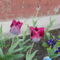 DSCN0786