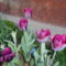 DSCN0787