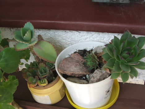 kalanchoe és sempervivum