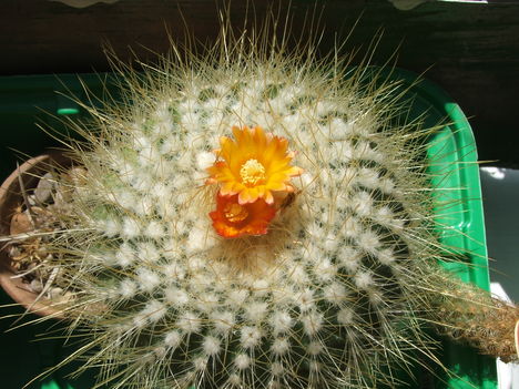 parodia chrysacanthion 2