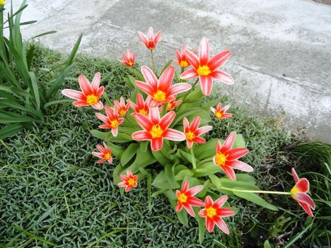 virágok 12; Botanikai Tulipánok