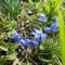 virágok 13; Kék Scilla
