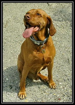 Magyar Vizsla 001