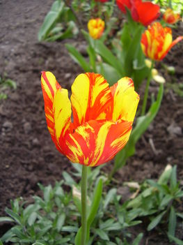 Tulipán 4