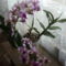 orchideámP1010198