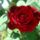 Barsonyos__1388401_5227_t
