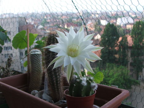 Echinopsis subdenudata 2013ban