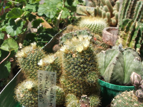 Mammillaria crinita ssp. wildii