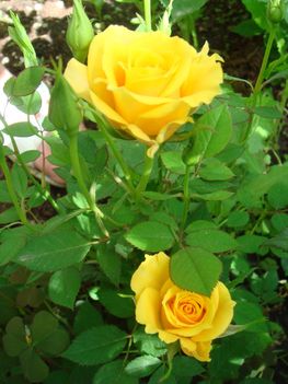 Mini-rózsa
