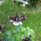 2013 máj.20 .Harangláb virág