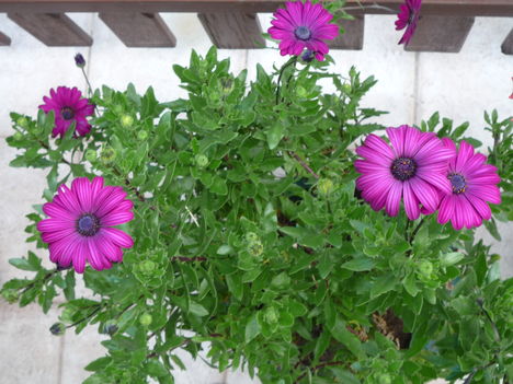 2013 május 20. Osteospermum