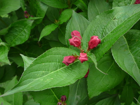 2013 május 20. Weigela virágbimbói