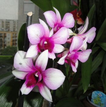 DSC00993,Dendrobium