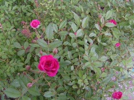 Mini rózsa.