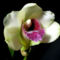 _orchidea szirom