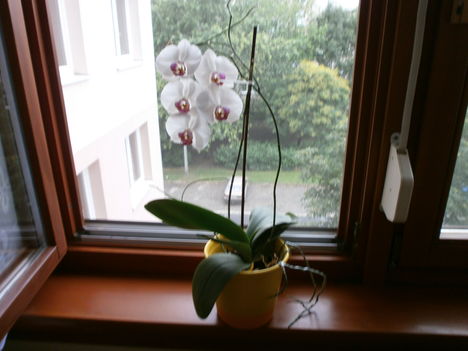 ablakba orchidea