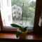 ablakba orchidea