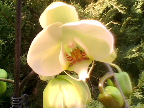 Kísérleti orchidea I.