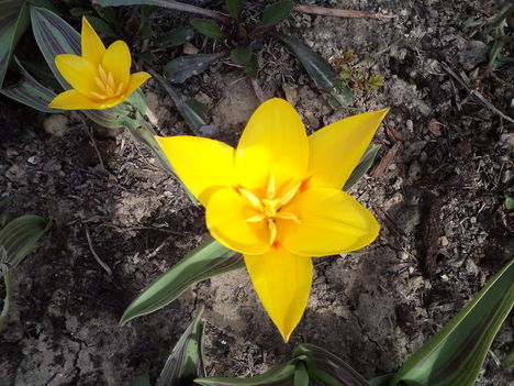 korai tulipán