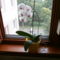 orchidea az ablakban