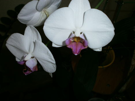 orchidea szobai