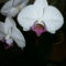 orchidea szobai