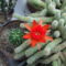 DSCF7079